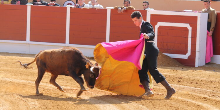 Montalvo, el Gustal de Campocerrado, Rekagorri y Santa María de los Caballeros, ganaderías para el XI certamen taurino «Ciudad de Peñaranda»