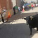 Tarazona de Guareña celebrará sus fiestas de San Pedro Regalado con un gran festejo taurino popular