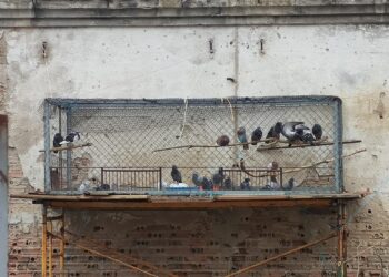 La pesadilla de las palomas sigue en Peñaranda y arrecian las quejas vecinales en el Paseo de la Estación
