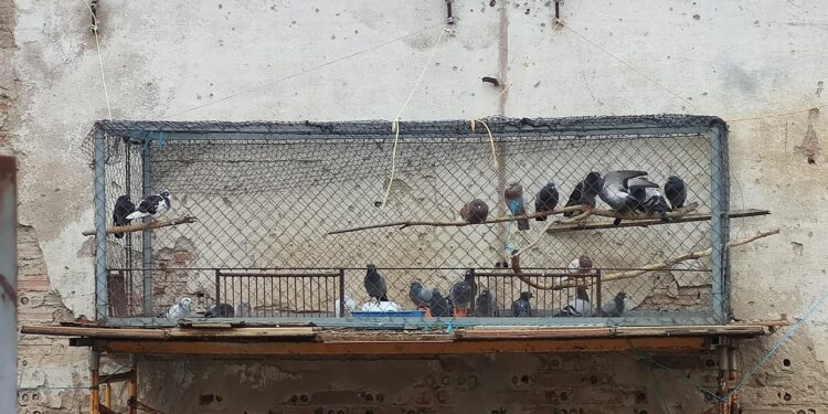 La pesadilla de las palomas sigue en Peñaranda y arrecian las quejas vecinales en el Paseo de la Estación