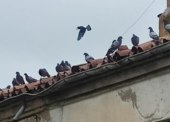 La pesadilla de las palomas sigue en Peñaranda y arrecian las quejas vecinales en el Paseo de la Estación