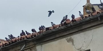 La pesadilla de las palomas sigue en Peñaranda y arrecian las quejas vecinales en el Paseo de la Estación