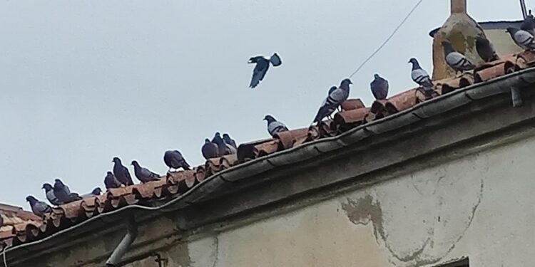 La pesadilla de las palomas sigue en Peñaranda y arrecian las quejas vecinales en el Paseo de la Estación