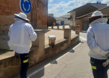 Bomberos de Peñaranda retiran un enjambre de abejas en el exterior de la iglesia parroquial de Villoruela