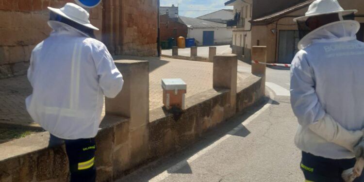 Bomberos de Peñaranda retiran un enjambre de abejas en el exterior de la iglesia parroquial de Villoruela