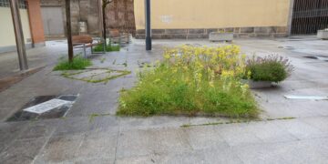 Ciudadanos Peñaranda denuncia el estado «asalvajado» de las zonas verdes de la localidad