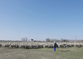 Un cortometraje del Instituto de las Identidades recoge las aportaciones de la cultura tradicional ganadera del pastoreo