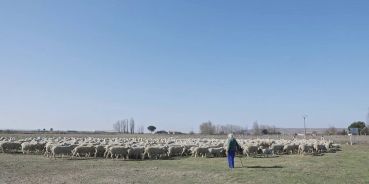 Un cortometraje del Instituto de las Identidades recoge las aportaciones de la cultura tradicional ganadera del pastoreo