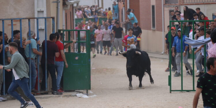 Tarazona de Guareña remata la tarde taurina en la comarca peñarandina con un concurrido festejo popular