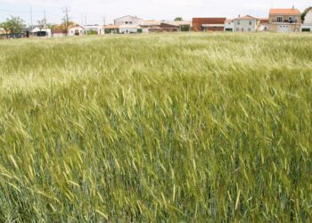 La prudencia en el gasto determina la elección de cultivos de los agricultores de Castilla y León