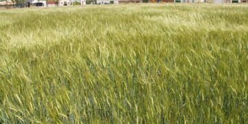 La prudencia en el gasto determina la elección de cultivos de los agricultores de Castilla y León