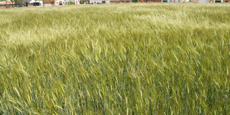 La prudencia en el gasto determina la elección de cultivos de los agricultores de Castilla y León