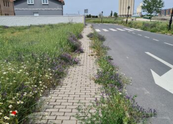 Arrecian las quejas por el estado de las zonas verdes en Peñaranda y el Ayuntamiento refuerza la plantilla de jardineros