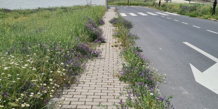 Arrecian las quejas por el estado de las zonas verdes en Peñaranda y el Ayuntamiento refuerza la plantilla de jardineros