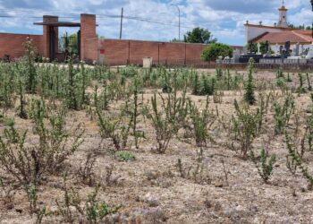 El PP de Peñaranda denuncia, una vez más, el «abandono en el que se encuentra el cementerio municipal»