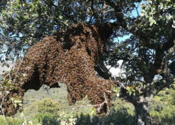 Asaja alerta de la alta mortandad de las abejas y pide investigación para lograr tratamientos eficaces