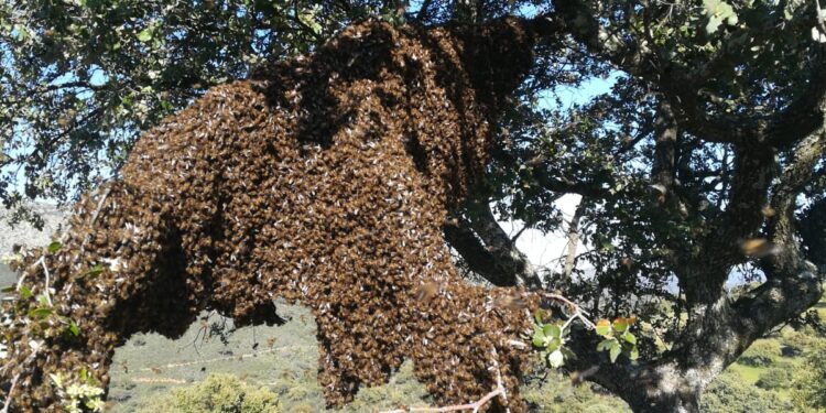 Asaja alerta de la alta mortandad de las abejas y pide investigación para lograr tratamientos eficaces