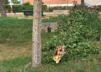 La tormenta del sábado por la noche deja sus efectos en el parque Los Jardines de Peñaranda