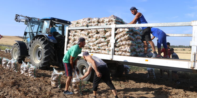 Asaja agradece la reducción de módulos pero lamenta que Hacienda se olvide de producciones como la patata