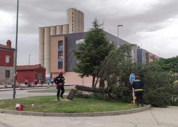 Los Bomberos retiran un cedro que amenazaba con caer a la vía pública frente a la estación del tren