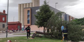 Los Bomberos retiran un cedro que amenazaba con caer a la vía pública frente a la estación del tren