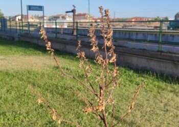 Críticas vecinales en Peñaranda por la imagen de los últimos árboles plantados, en varios casos ya secos