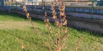 Críticas vecinales en Peñaranda por la imagen de los últimos árboles plantados, en varios casos ya secos