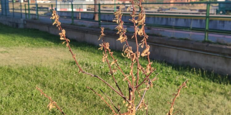 Críticas vecinales en Peñaranda por la imagen de los últimos árboles plantados, en varios casos ya secos
