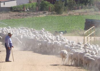 Rágama acogerá el 25 de junio la primera Jornada de la Tradición dedicada a la transhumancia y al pastoreo