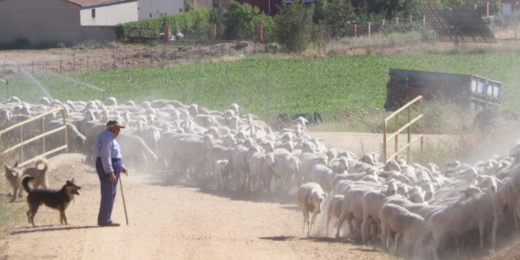 Rágama acogerá el 25 de junio la primera Jornada de la Tradición dedicada a la transhumancia y al pastoreo