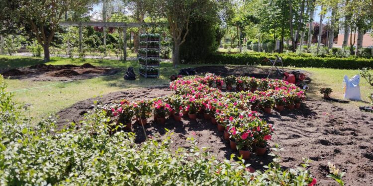 Peñaranda ornamenta sus parques y zonas verdes con más de 5.000 plantas de temporada para dar colorido al verano