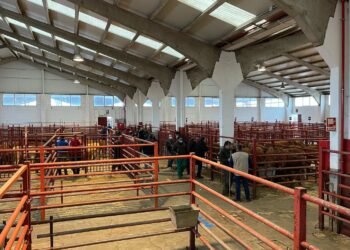 Así quedan este lunes las cotizaciones de la Lonja Agropecuaria de Salamanca en las mesas de cereales y ganado