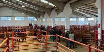 Así quedan este lunes las cotizaciones de la Lonja Agropecuaria de Salamanca en las mesas de cereales y ganado