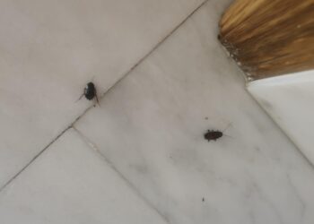 Vecinos de Peñaranda alertan sobre la presencia de cucarachas en sótanos, garajes y portales de algunos edificios