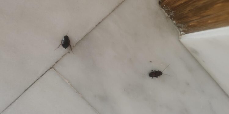 Vecinos de Peñaranda alertan sobre la presencia de cucarachas en sótanos, garajes y portales de algunos edificios