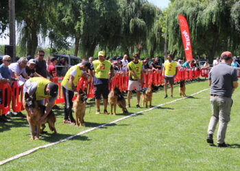 Huerta se convierte este fin de semana en capital del perro pastor alemán y acoge los mejores ejemplares de toda España