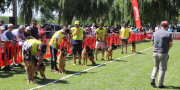 Huerta se convierte este fin de semana en capital del perro pastor alemán y acoge los mejores ejemplares de toda España