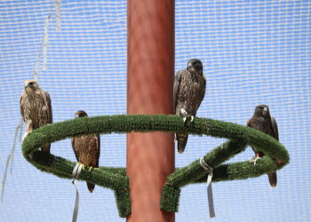 Zorita de la Frontera acoge un nuevo centro de cetrería con 30.000 metros cuadrados y único en Europa