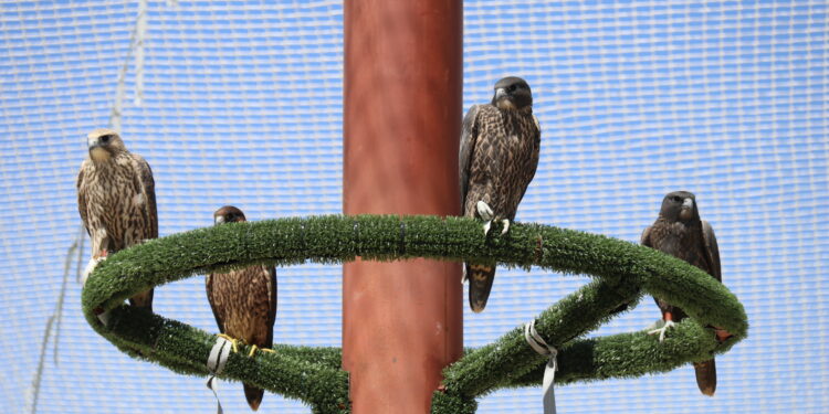 Zorita de la Frontera acoge un nuevo centro de cetrería con 30.000 metros cuadrados y único en Europa