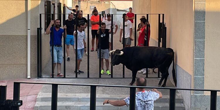 El primer encierro urbano de Palaciosrubios llena las calles de la localidad de aficionados locales y del resto de la comarca