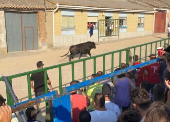 El V Toro del Cajón llena las calles de Poveda de las Cintas en la última jornada de sus fiestas patronales