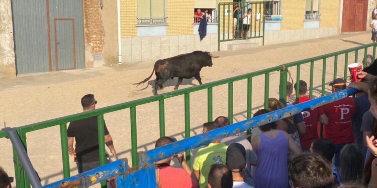 El V Toro del Cajón llena las calles de Poveda de las Cintas en la última jornada de sus fiestas patronales
