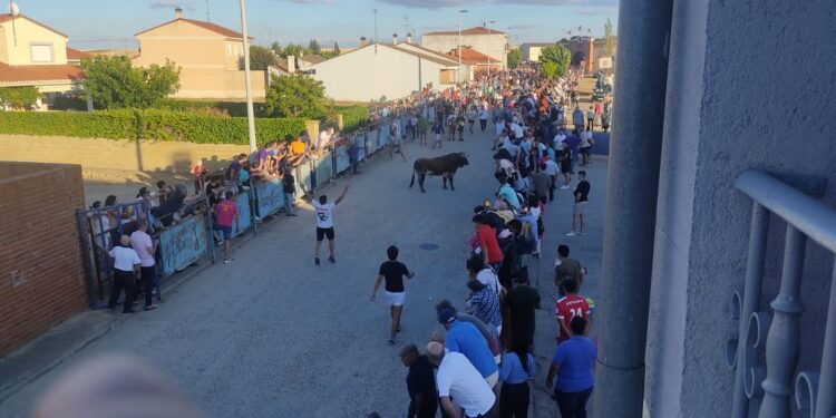 «Consejero» llena de emoción las calles de Macotera en el multitudinario festejo del Toro del Cajón