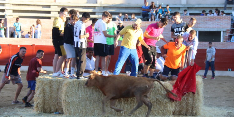 Cantalpino despide las fiestas de la Asunción y San Roque con «la vaquilla de la cerveza» en la plaza de toros
