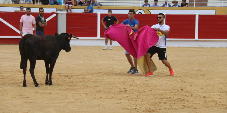 Animada suelta de vaquillas en Peñaranda en el segundo festejo de ferias en el centenario coso de La Florida