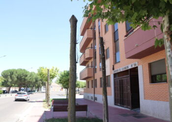 ¿Árboles a lo «Ibarrola» en la calle del Carmen, de Peñaranda?. El Ayuntamiento plantea ideas artísticas para los ejemplares secos