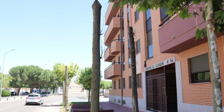 ¿Árboles a lo «Ibarrola» en la calle del Carmen, de Peñaranda?. El Ayuntamiento plantea ideas artísticas para los ejemplares secos