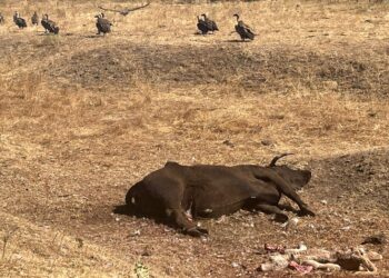 Nuevo ataque de buitres en Alaraz que acaban con la vida de un ternero y de la vaca que lo estaba pariendo