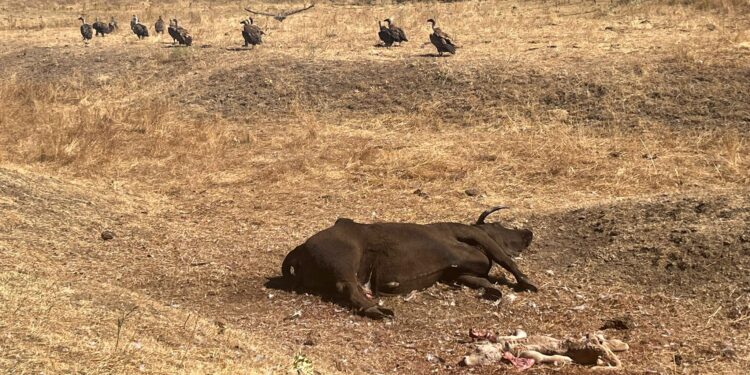 Nuevo ataque de buitres en Alaraz que acaban con la vida de un ternero y de la vaca que lo estaba pariendo