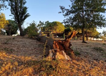 Un árbol de gran altura cae en el parque El Inestal, de Peñaranda, sin causar afortunadamente daños personales